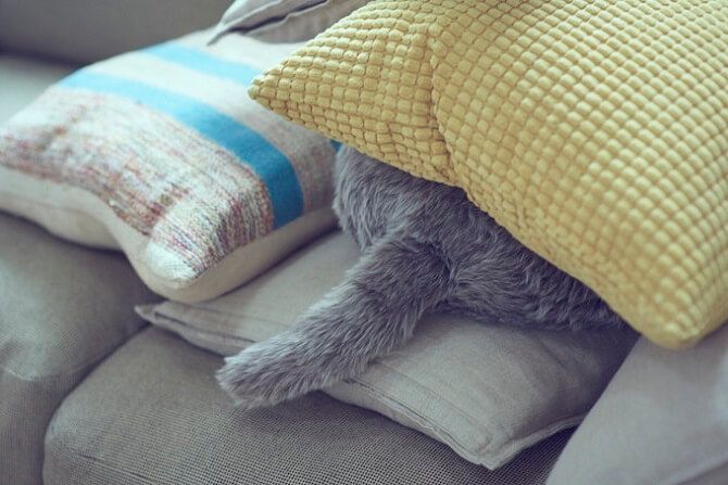 Takový normální polštář, nemyslíte? Foto: Qoobo Robotický polštář s ocasem od firmy Qoobo