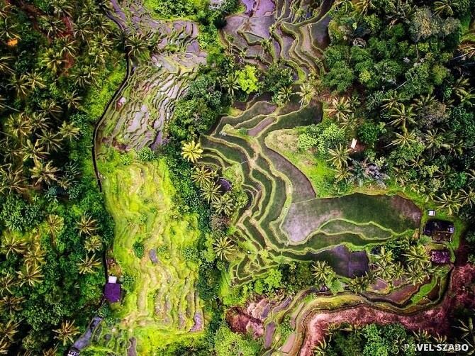 rýžová políčka v oblasti Ubud (Bali, Indonésie) z pohledu dronu