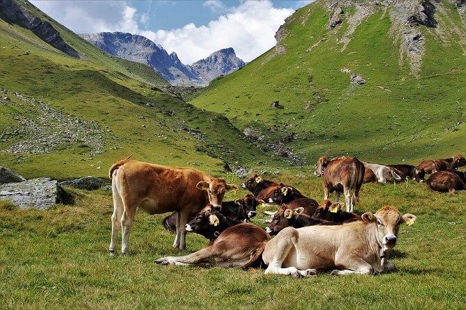 stádo krav na horské pastvině