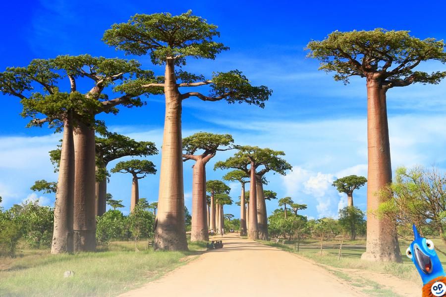 Cestovní pojištění na Madagaskar
