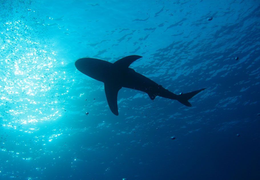 Podmořské elektrárny: Čína chce získat čistou energii z hlubin oceánu