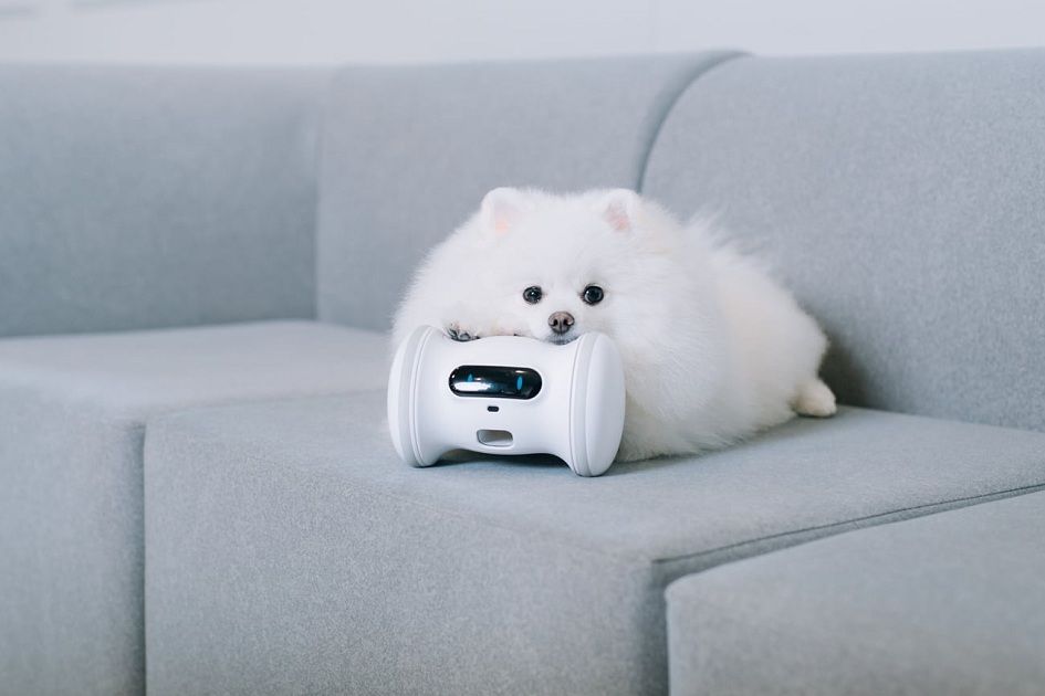 Chytré vynálezy pro domácí miláčky: Spousta zábavy, domácí fitko a troška špehování