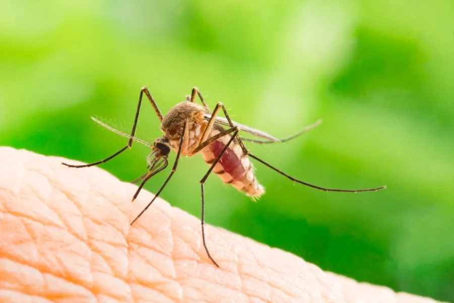horečka dengue v Evropě
