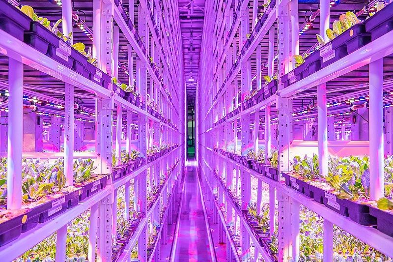 Vertikální farma v Moskvě