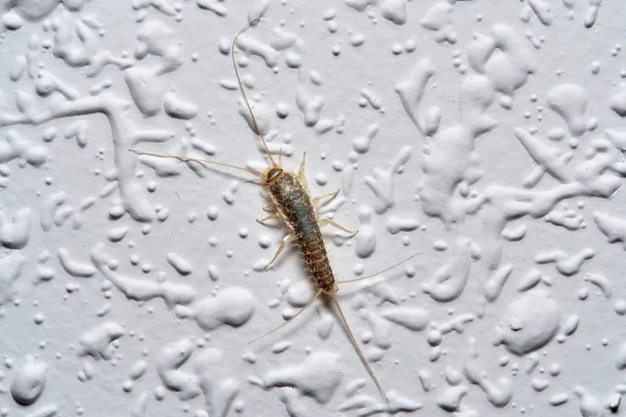 nejčastější brouci v bytě rybenka