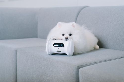 Chytré vynálezy pro domácí miláčky: Spousta zábavy, domácí fitko a troška špehování Chytré vynálezy pro domácí miláčky: Spousta zábavy, domácí fitko a troška špehování