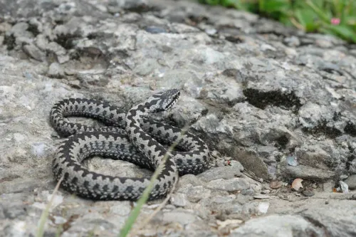 Jsou v Chorvatsku jedovatí hadi? hadi v Chorvatsku